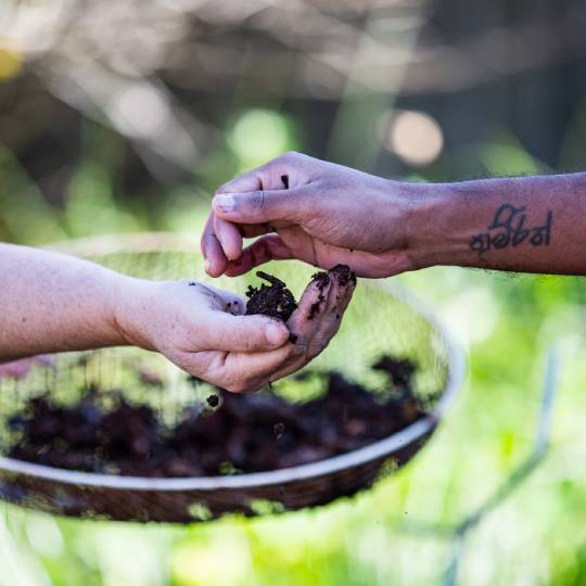 200_9282_11Aug2022162724_Hands in compost 540x540.jpg